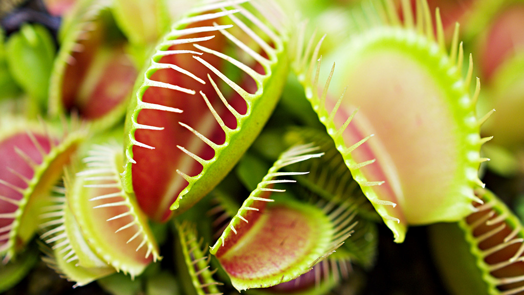 A Venus flytrap waiting for insects