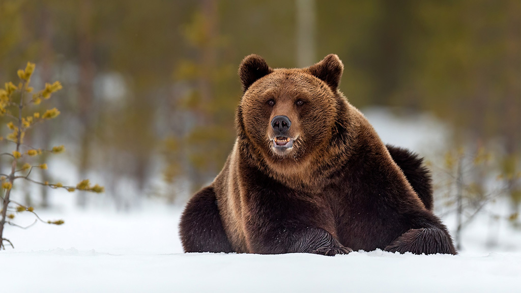 brown bear