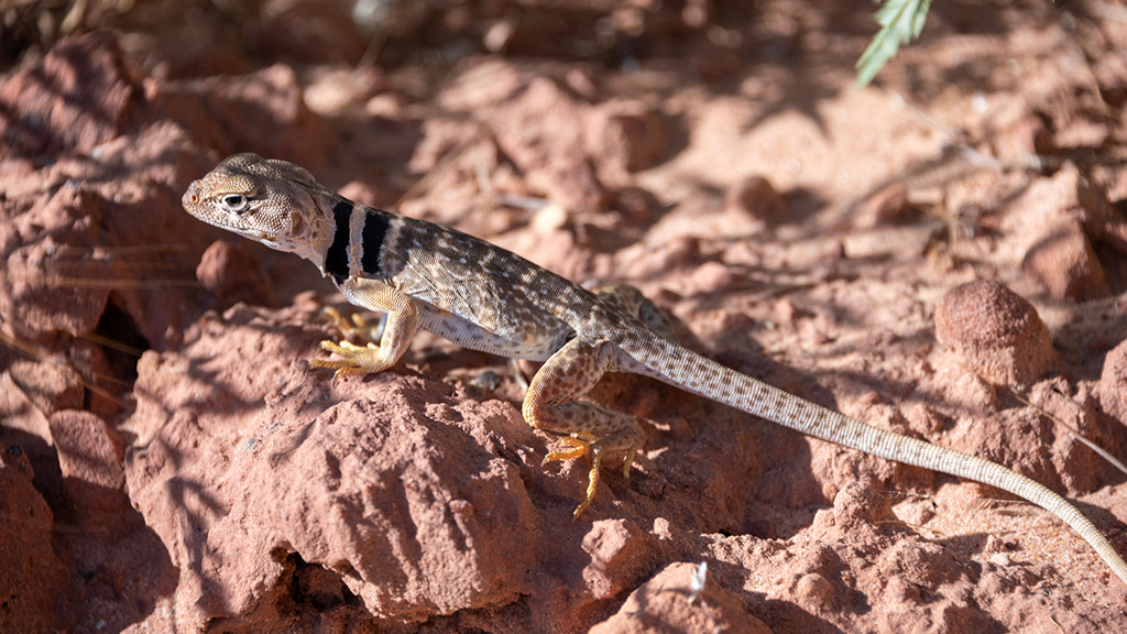 A collared lizard warms up on a sunny rock