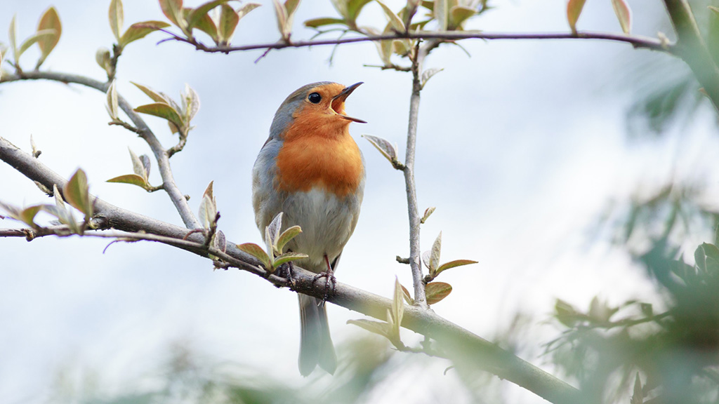 A robin sings her song